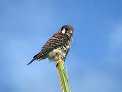 American Kestrel