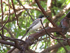 Northern Puffback