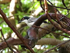 Northern Puffback