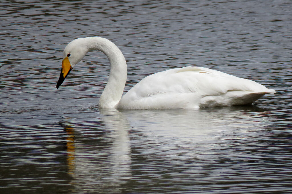 Whooper Swan