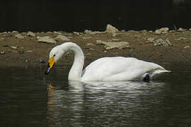 Whooper Swan