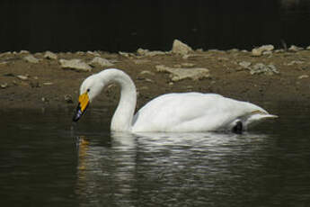 Cygne chanteur