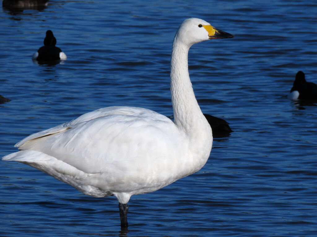 Tundra Swanadult, identification