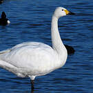 Cygne de Bewick