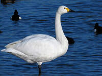 Cygne de Bewick