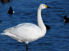 Tundra Swan