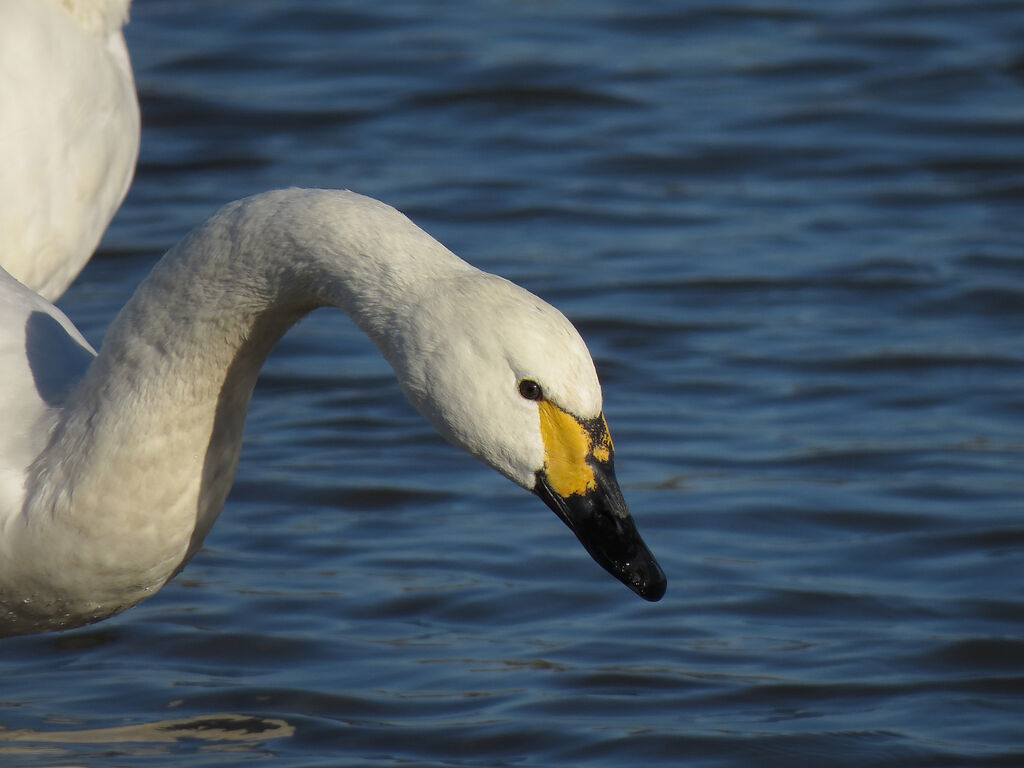 Cygne de Bewick, portrait