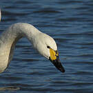 Cygne de Bewick