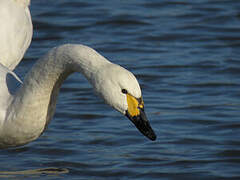 Tundra Swan