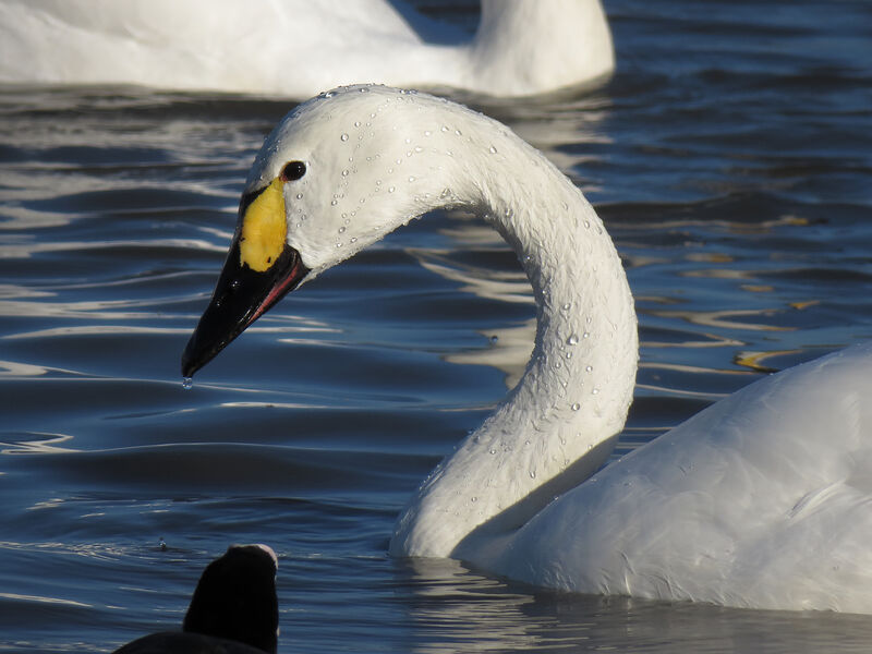 Tundra Swan, close-up portrait