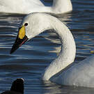 Cygne de Bewick