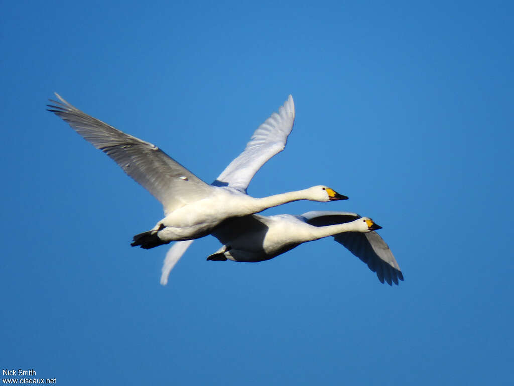 Cygne de Bewickadulte, Vol