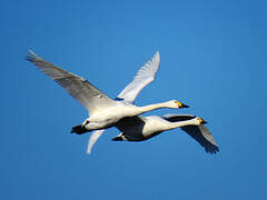 Cygne de Bewick