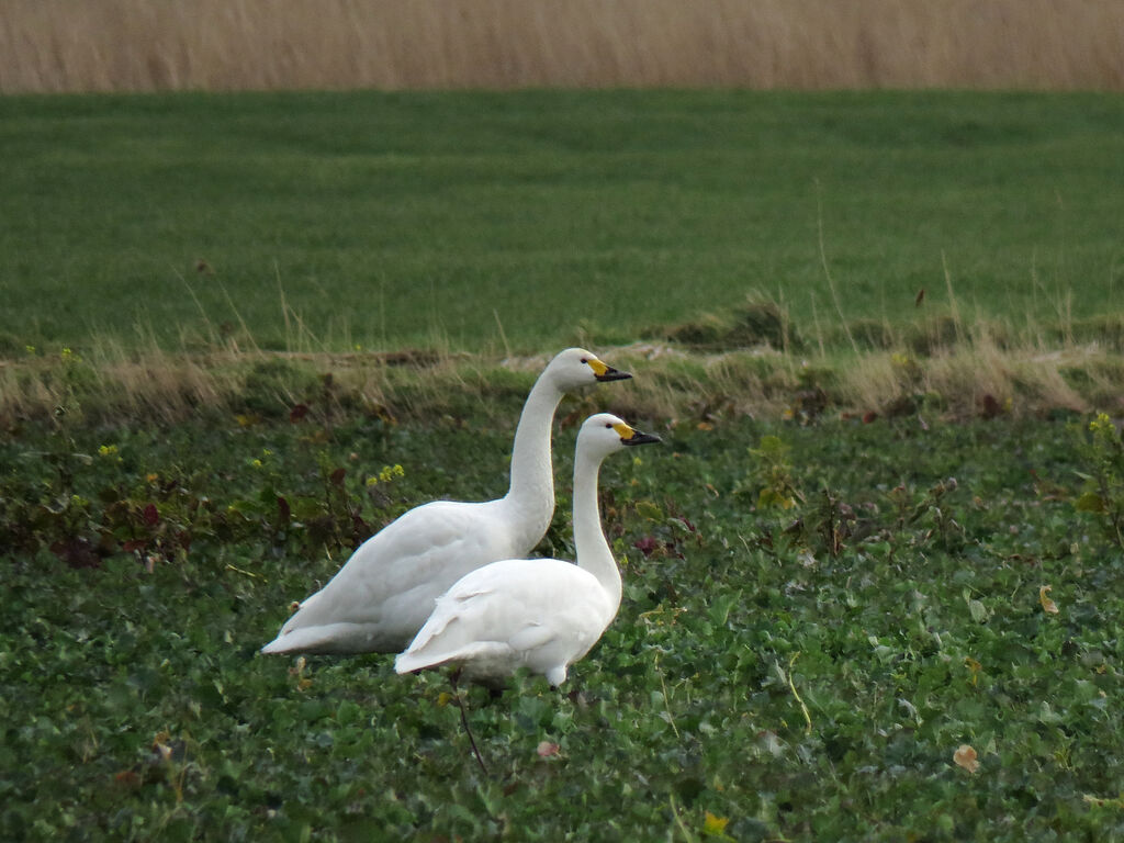 Cygne de Bewickadulte