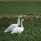 Cygne de Bewick