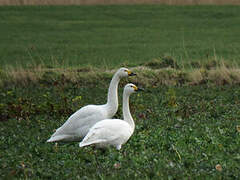 Tundra Swan