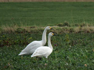 Cygne de Bewick