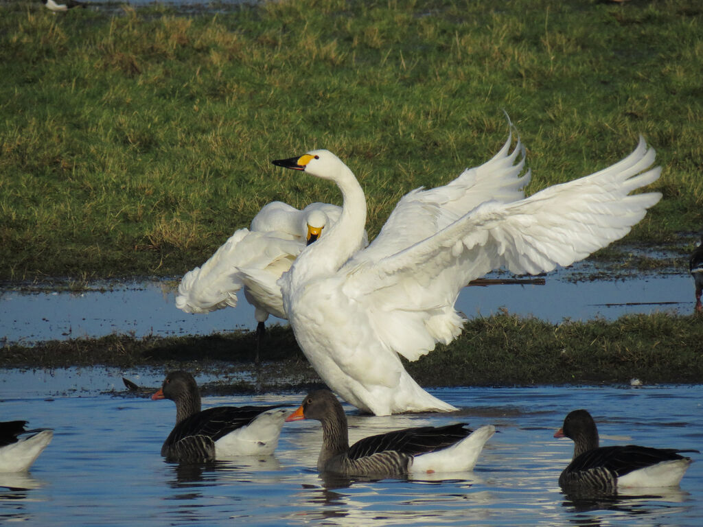 Cygne de Bewick