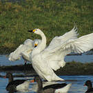 Cygne de Bewick