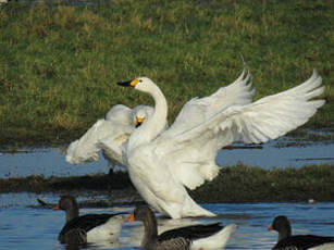 Cygne de Bewick