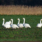Cygne de Bewick