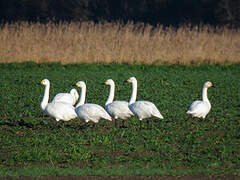 Tundra Swan