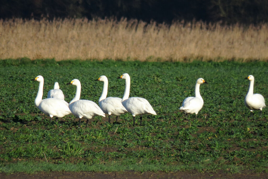 Tundra Swan