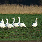 Cygne de Bewick
