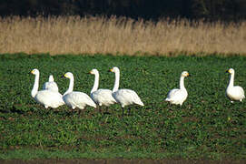 Tundra Swan