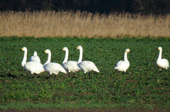 Cygne de Bewick