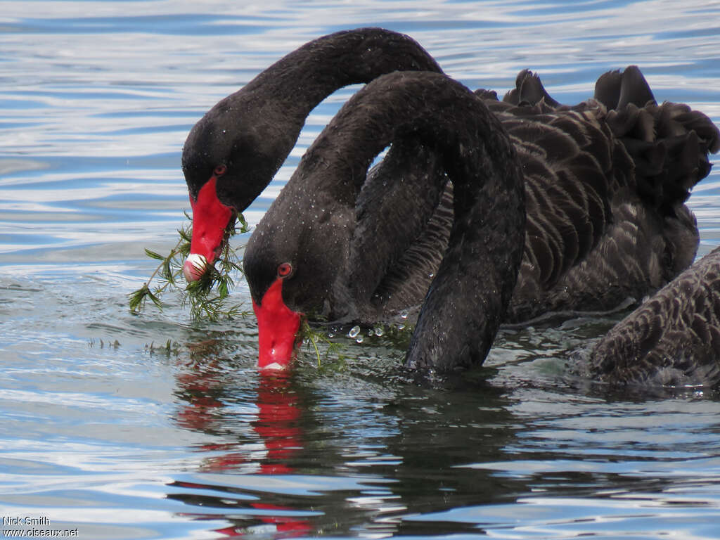 Cygne noiradulte, mange