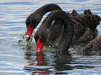 Cygne noir