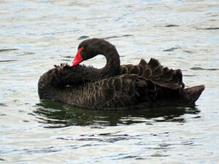 Cygne noir