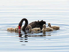 Cygne noir