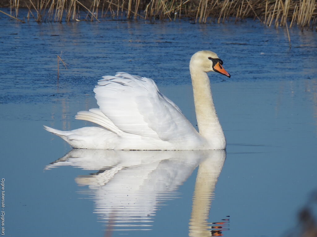 Cygne tuberculé mâle