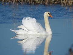 Mute Swan