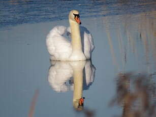 Cygne tuberculé