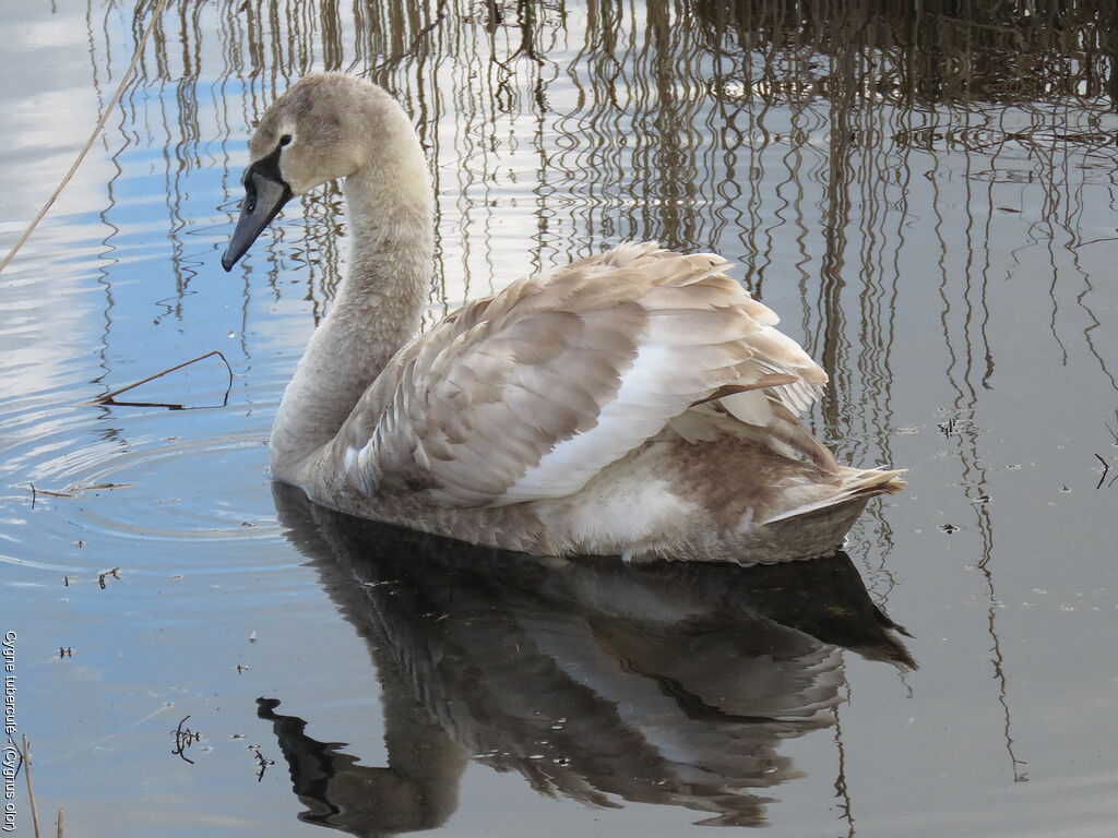 Mute Swansubadult