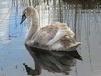 Cygne tuberculé