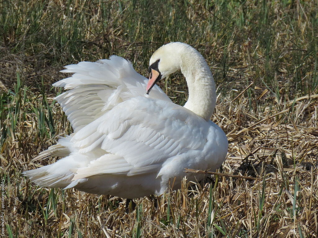 Cygne tuberculé