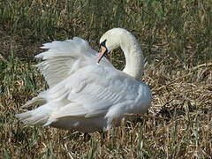 Cygne tuberculé