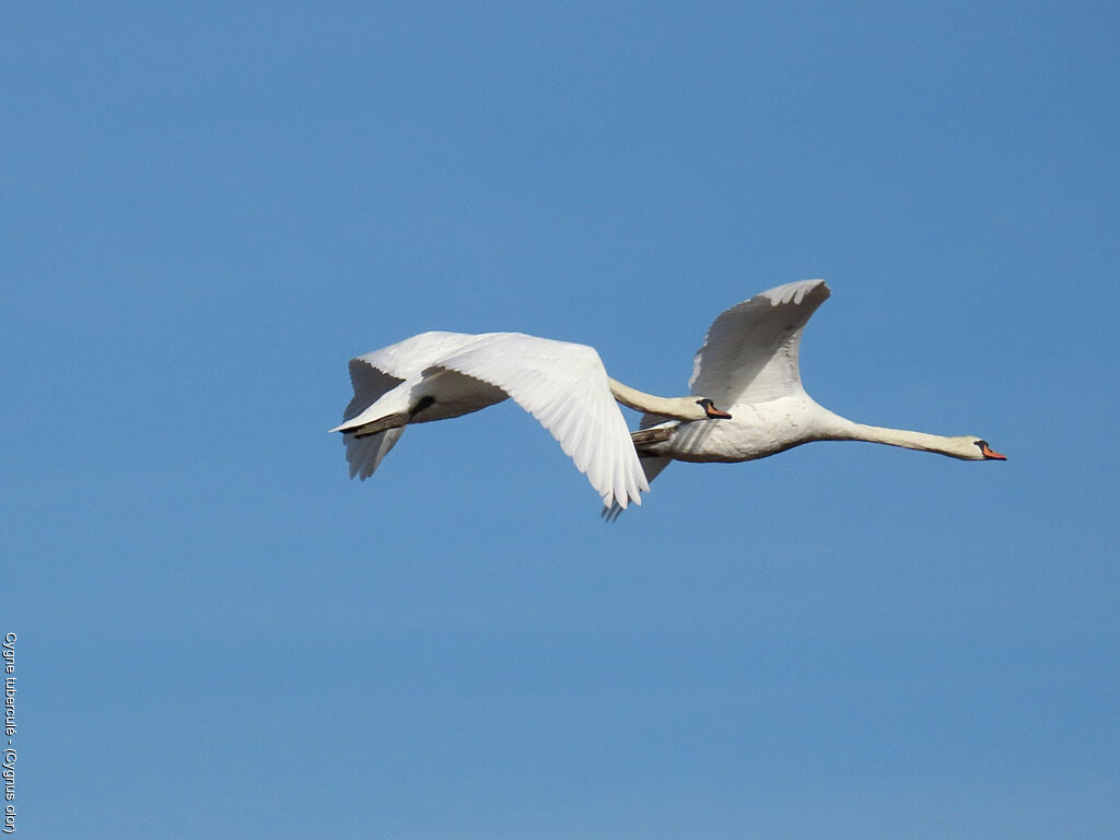 Mute Swan