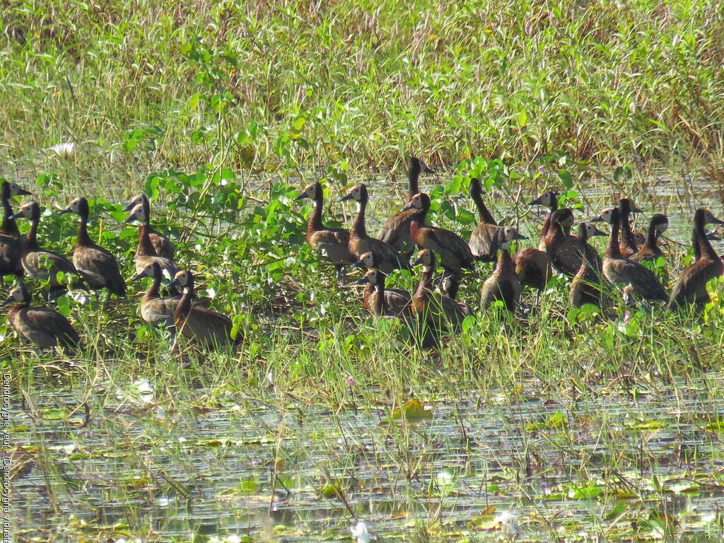 White-faced Whistling Duck