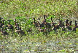 White-faced Whistling Duck