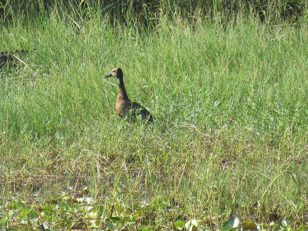 White-faced Whistling Duck