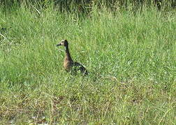 White-faced Whistling Duck