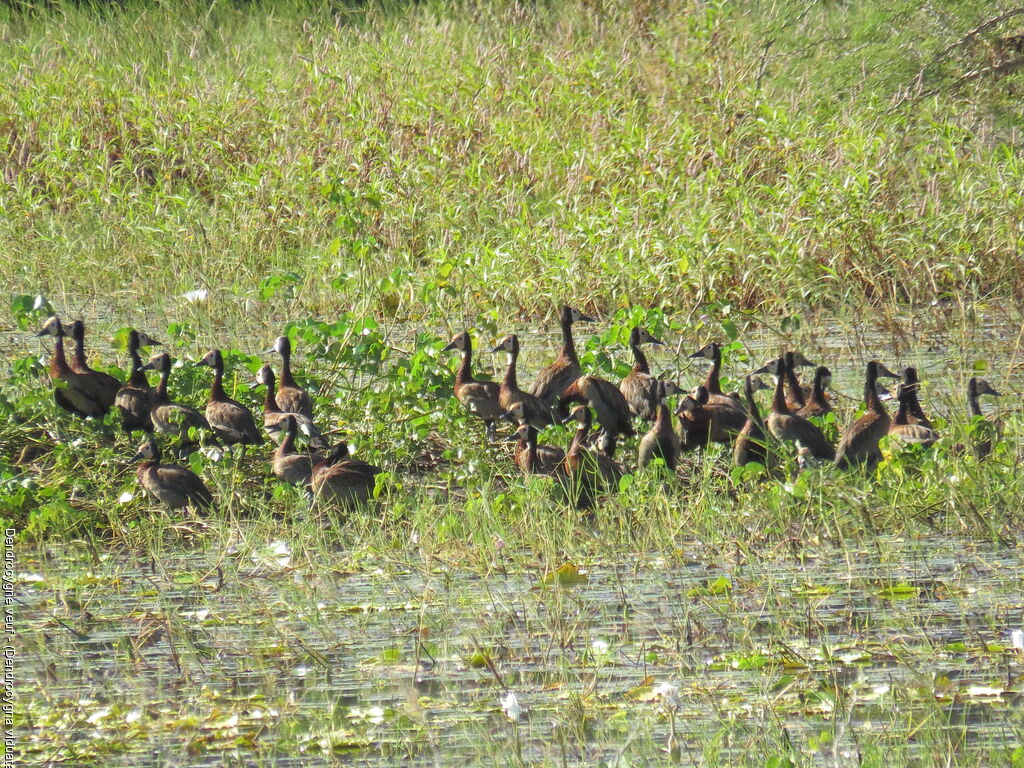 Dendrocygne veuf