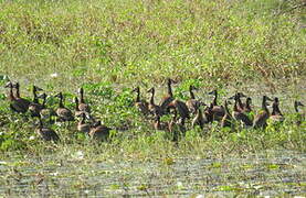 Dendrocygne veuf