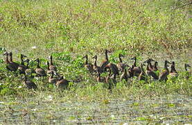 White-faced Whistling Duck