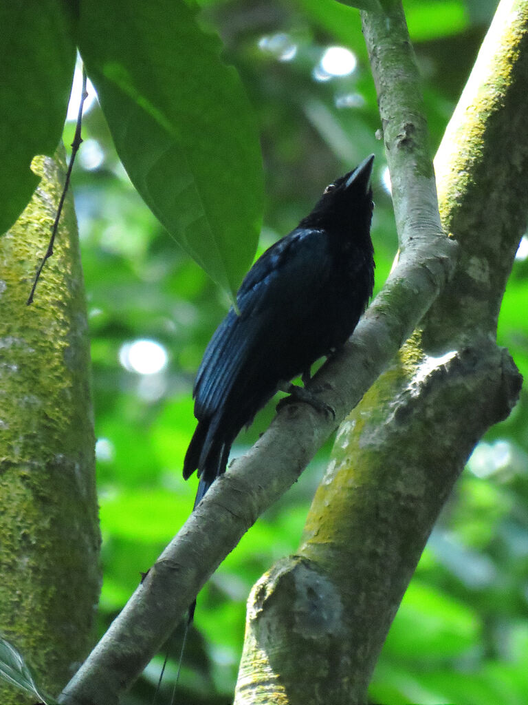 Greater Racket-tailed Drongo